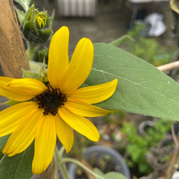 Meet your Posher, Jackilyn - Picture 1 of 1